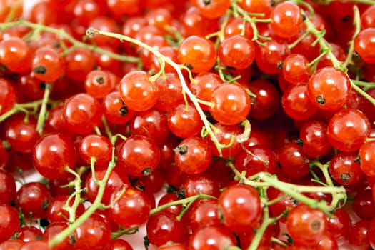 Macro photo of fresh red currant berries