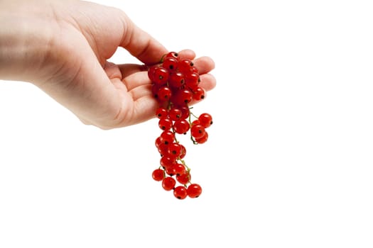 Female hand holding red currant berries isolated on white background