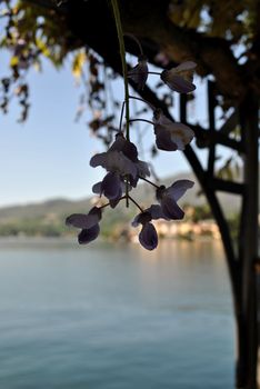 wisteria on orta lake