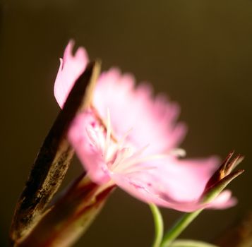 small wild dianthus flower macro shot