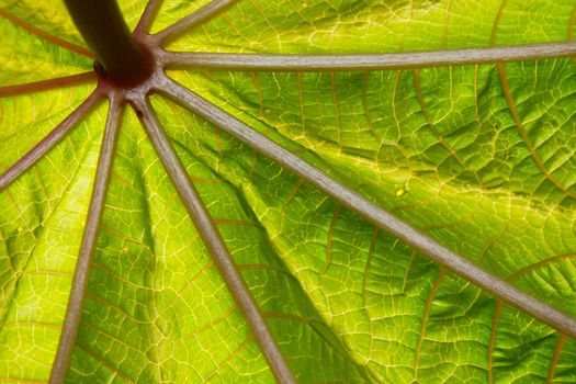 close-up abstract green and yellow leave structure