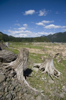 stumps and green forest behind