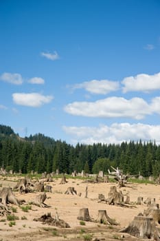 clear cut, stumps and green forest behind