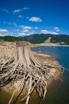 stump, lake and green forest behind