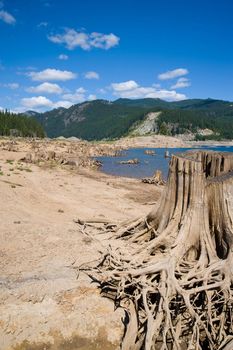 stump, lake and green forest behind