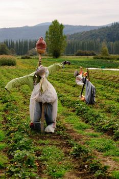 scare crow in field