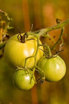 three tomatoes on vine