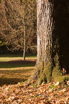 maple tree