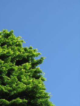 green tree against blue sky