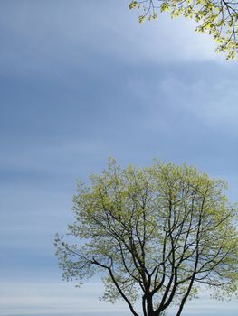 green tree against blue sky