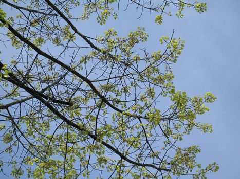 green tree against blue sky