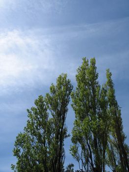 green tree against blue sky