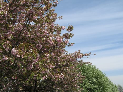 pink flower tree and blue sky