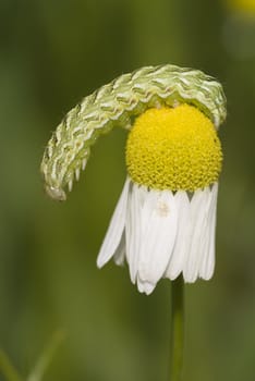 caterpillar green striped hangs on flower camomile