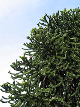 green tree against blue sky