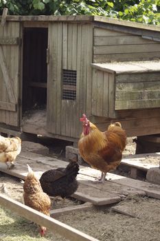 A wooden constructed chicken coup with a brown cockeral and three hens. Located in rural Dorset, England.