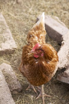 A single female brown feathered chicken with a clipped beak.