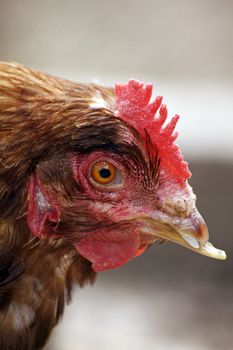 A close up of a farmyard chickens head with a clipped beak and brown feathers.