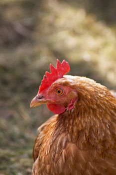 Close up of a single female brown feathered chicken.