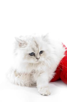cute white cat wearing christmas hat on an isolated white background