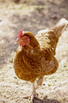 A single brown feathered farmyard chicken scratching in the sun dried dirt of the farmyard.