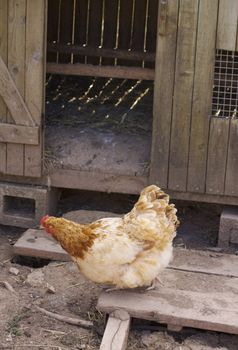 A single brown feathered hen in front of a wooden constructed chicken coup, located in rural Devon, England.