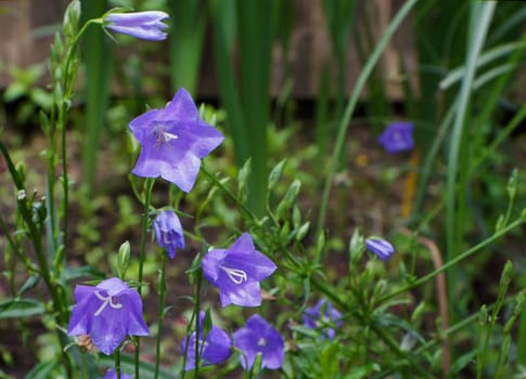 Violet Campanula Flowers against soft focus background