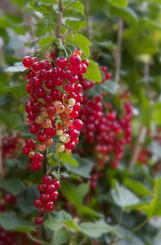 Red Currants against soft focus background