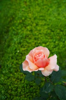 Peach colored Rose on soft focus green Hedge bush
