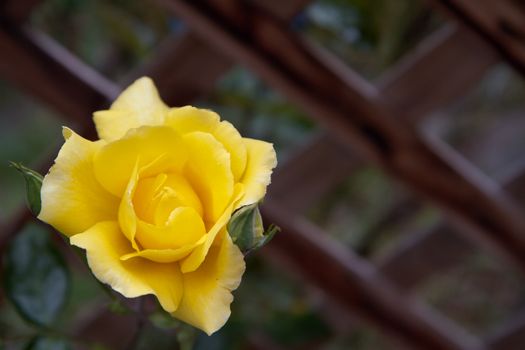 Yellow Rose against a soft background redwood Lattice Fence