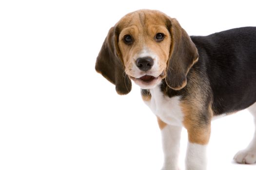 Cute young beagle looking as if he is saying something