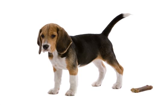 Cute young beagle on white background with it's bone