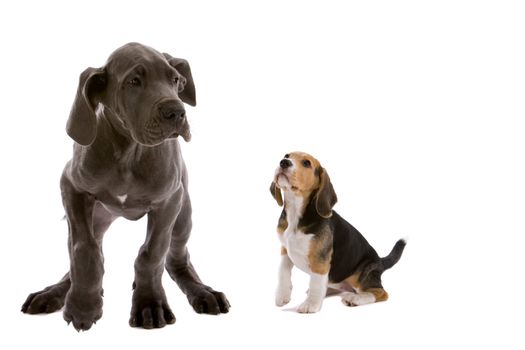 Adorable young pups; great dane and a beagle together