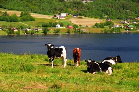 Cows in meadow, resting on a hill with a great view over a lake