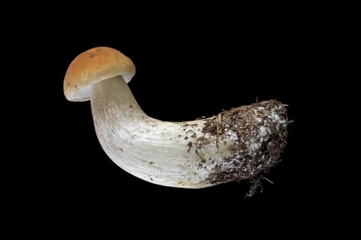 Detail of the edible mushroom - orange birch boletus (aspen scaber stalk)