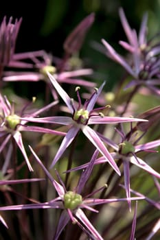 close-up big allium flower in blossom summer time