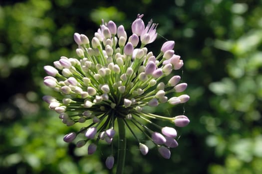 close-up allium flower head in blossom summer time