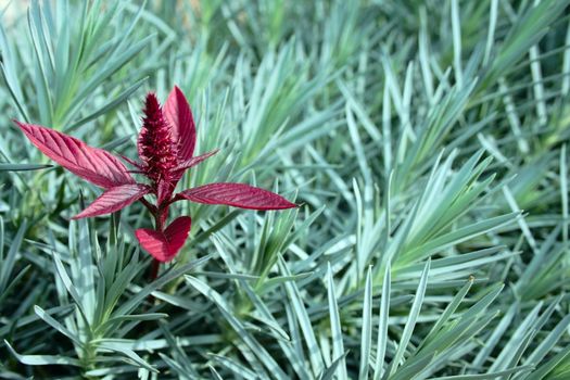 alone red amarant among aliens green dianthus