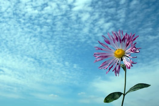 single chrysanthemum over cloudy sky in autumn