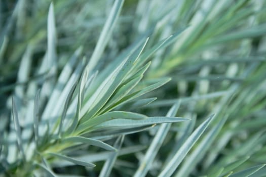 green-grey dianthus or firewitch sprout as background