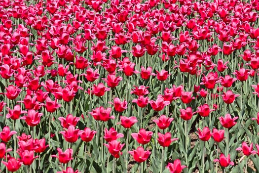 Floral background, consisting of a set of red tulips.