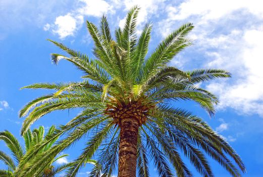 green  palm tree top over blue sky