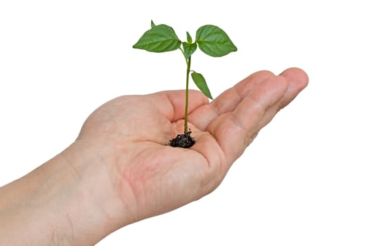 On the hand of man is a small plant, isolated on a white background.