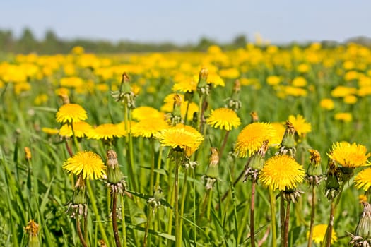 A field of yellow dandelions and blue sky.