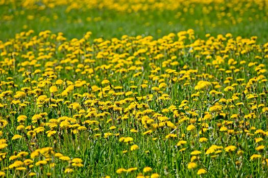 Flower background with yellow dandelions on a sunny spring day.