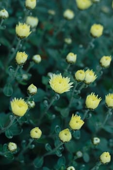 numerous of yellow chrysantemum buds as background