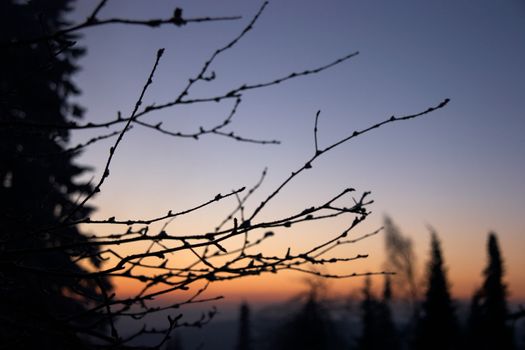 Early morning in a winter forest, Southern Ural, Russia