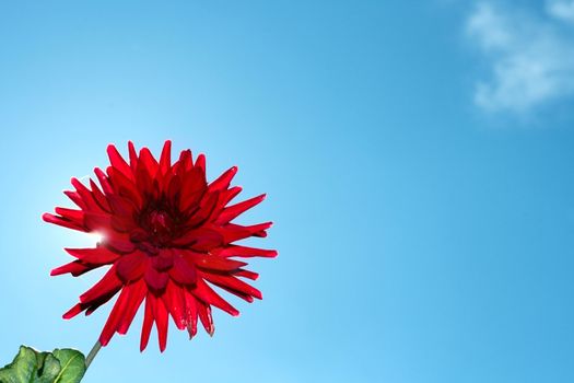 abstract red dahlia over almost cloudless blue sky