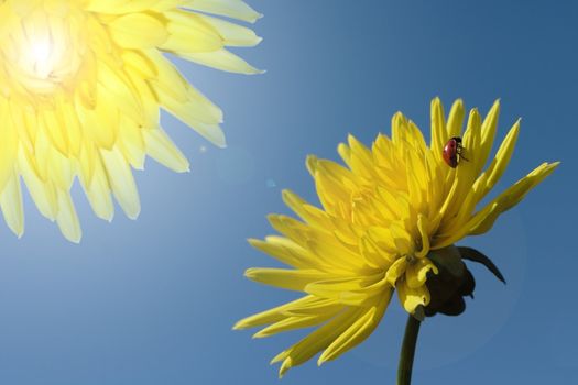 abstract pair dahlias and ladybird over cloudless blue sky