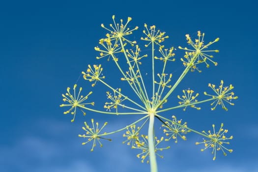 close-up yellow fennel flower over blue sky